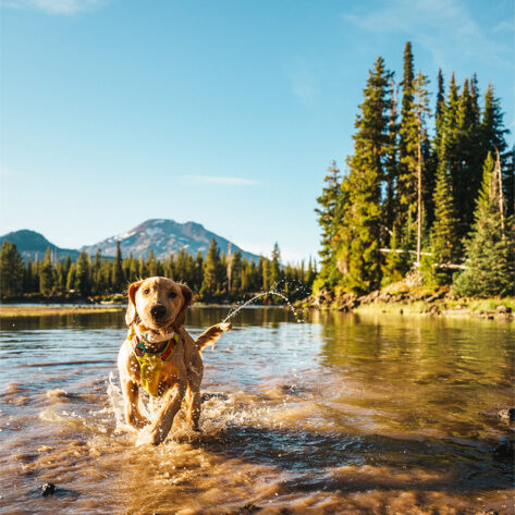 A dog goes for a swim in the alpine lakes near Bend, Oregon.