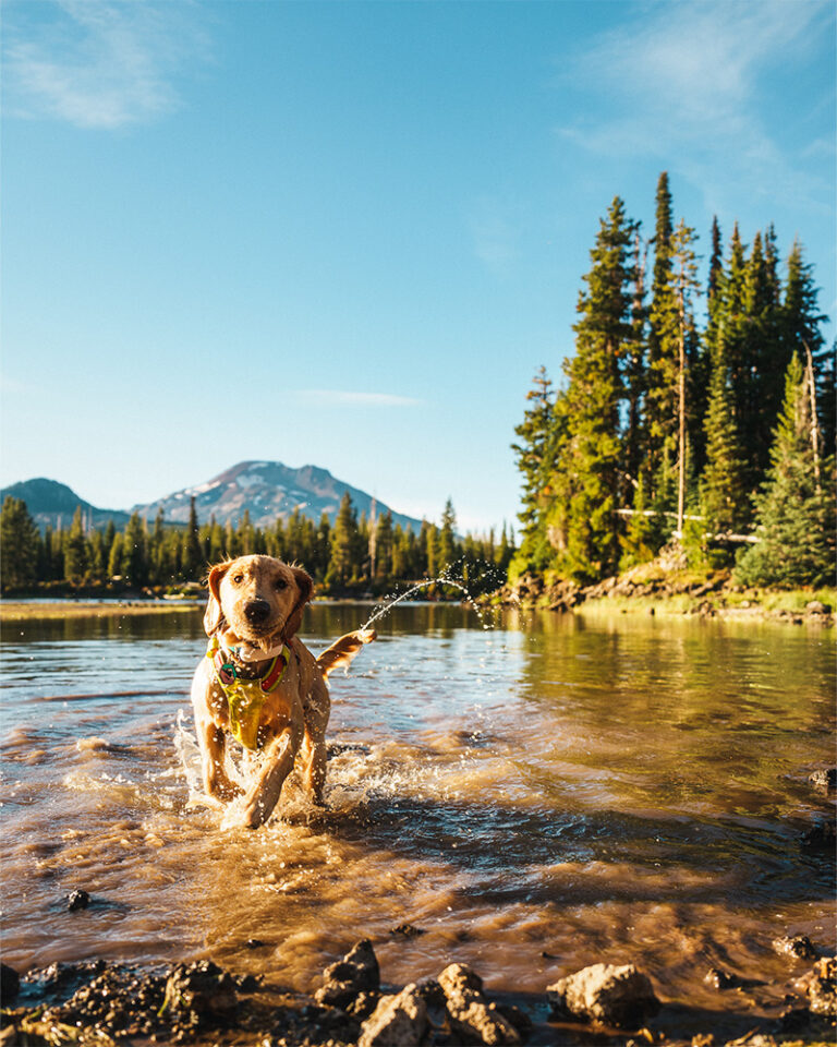 A dog goes for a swim in the alpine lakes near Bend, Oregon.