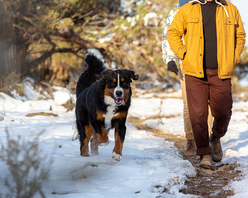 A dog runs alongside its owners on the Dry Creek Canyon trail.