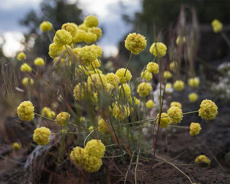 The wildflowers of the high desert are gems, and something to watch for in springtime.