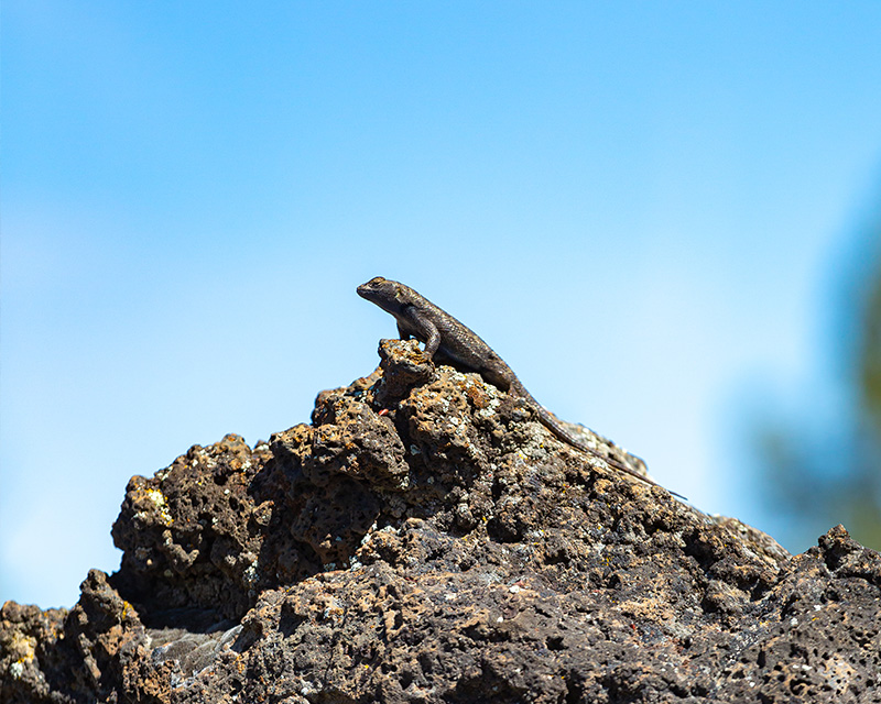 A lizard in the Oregon Badlands Wilderness near Bend, OR
