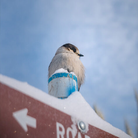 Bird on a sign with snow near Bend, OR