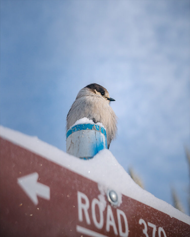 Bird on a sign with snow near Bend, OR