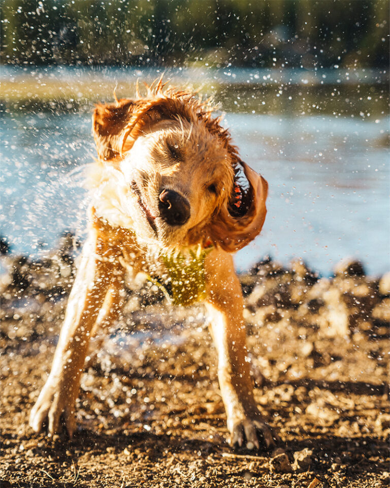 Golden retriever puppy shaking off water in Bend, OR