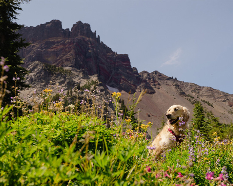 A dog hikes in the Mt. Jefferson Wilderness Area near Bend, Oregon. 