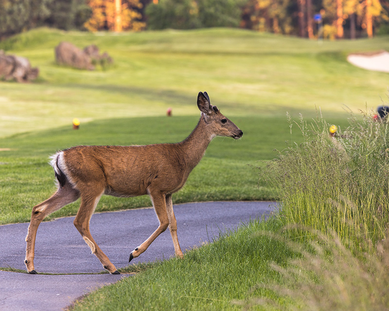 Deer at a golf course in Bend, OR
