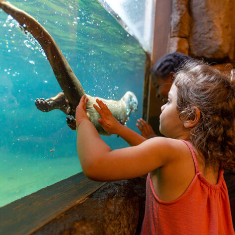 Girl looking at the otters at the High Desert Museum in Bend, OR