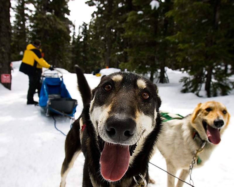 Sled dog rides at Mt Bachelor near Bend, OR