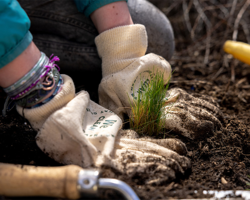 Volunteers work to restore the native plants along the Deschutes River in Riverbend Park.