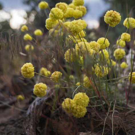 Wildflowers in Bend, Oregon.