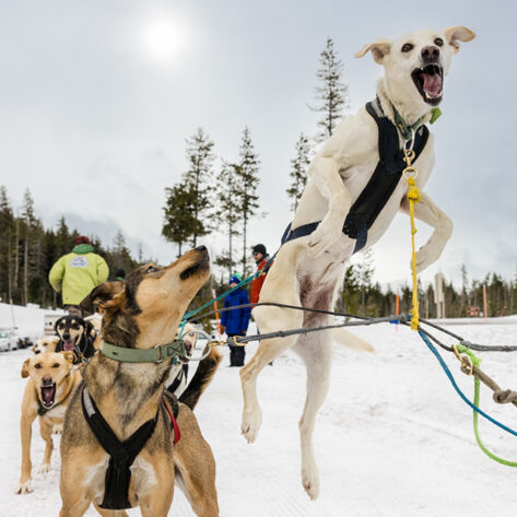 Dog sledding tour in Bend, OR