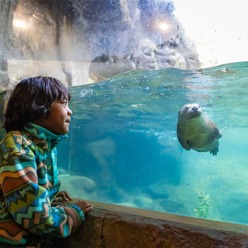 A child looks into the otter exhibit at the High Dessert Museum near Bend, Oregon. 