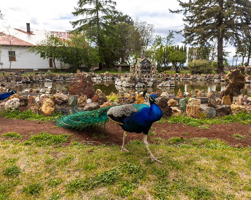 One of the peacocks at Petersen Rock Garden near Bend, OR