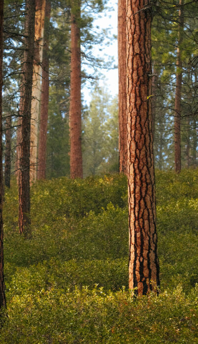 Ponderosa pine trees near Bend, Oregon.