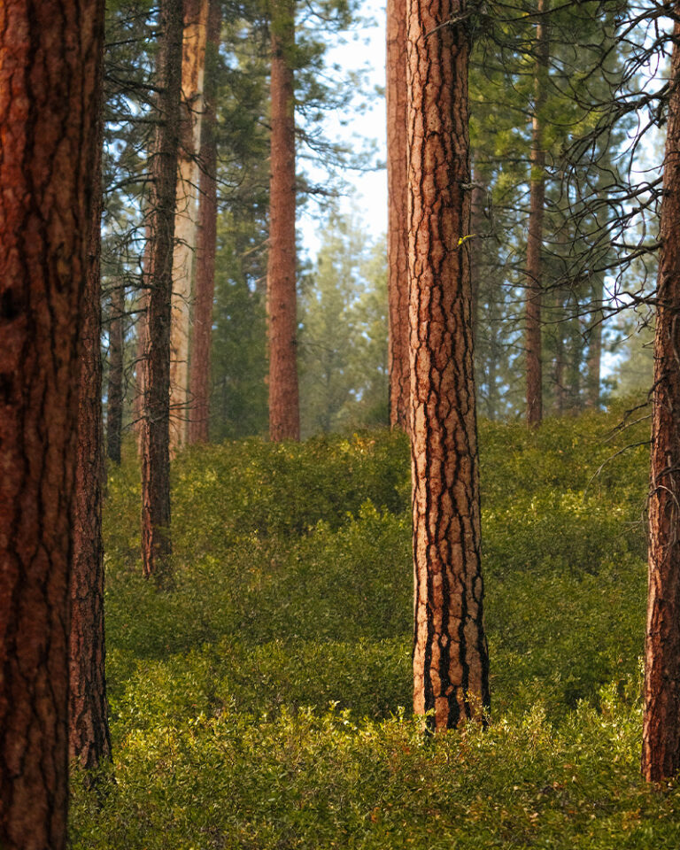 Ponderosa pine trees near Bend, Oregon.