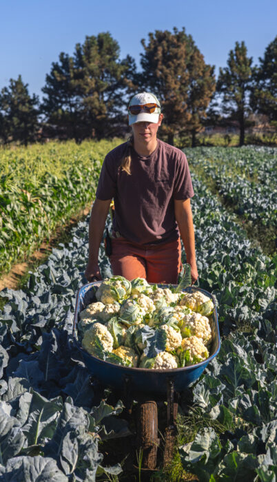 Boundless Farms employee pushed a wheelbarrow filled with veggies through the fields.
