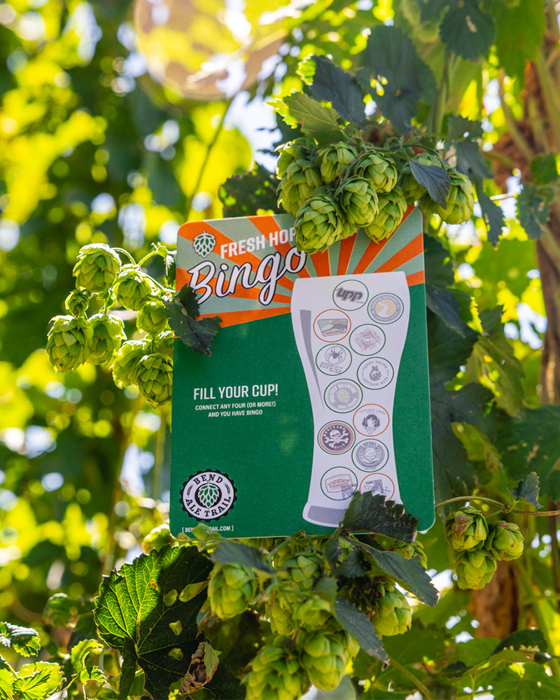 A Fresh Hop Bingo card tucked into a hop vine, surrounded by bright green hops in the Oregon sunshine. Play Fresh Hop Bingo this fall in Bend, Oregon, with craft breweries pouring fresh hop beers and prizes along the Bend Ale Trail—an essential stop for Oregon craft beer fans and fall travel to Bend.